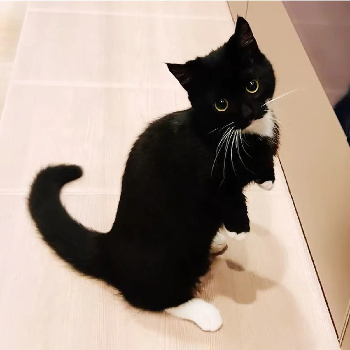 Kitty